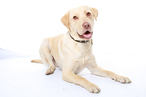 A dog in the Stay position